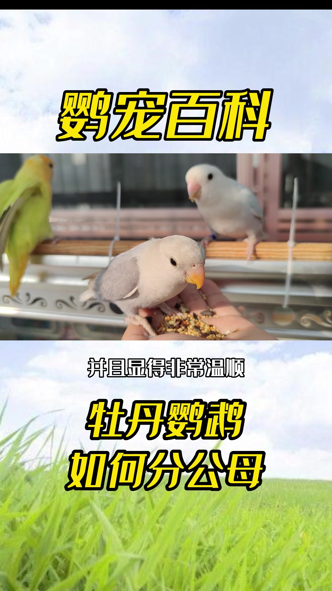 鹦鹉知识科普牡丹鹦鹉如何分辨公母?牡丹鹦鹉分辨公母的五种方法