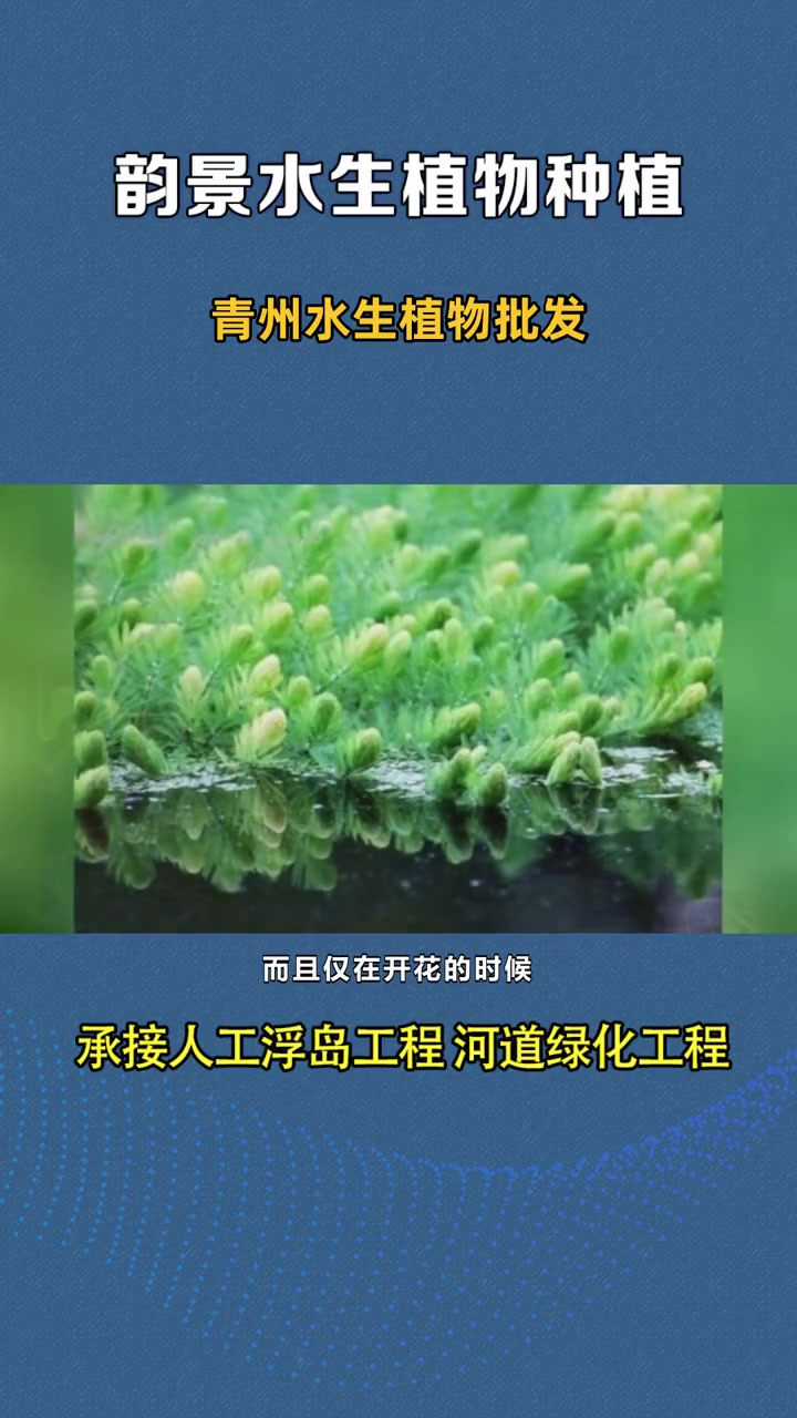 金鱼藻哪里有的买 青州水生植物批发 青州水生植物批发种植基地