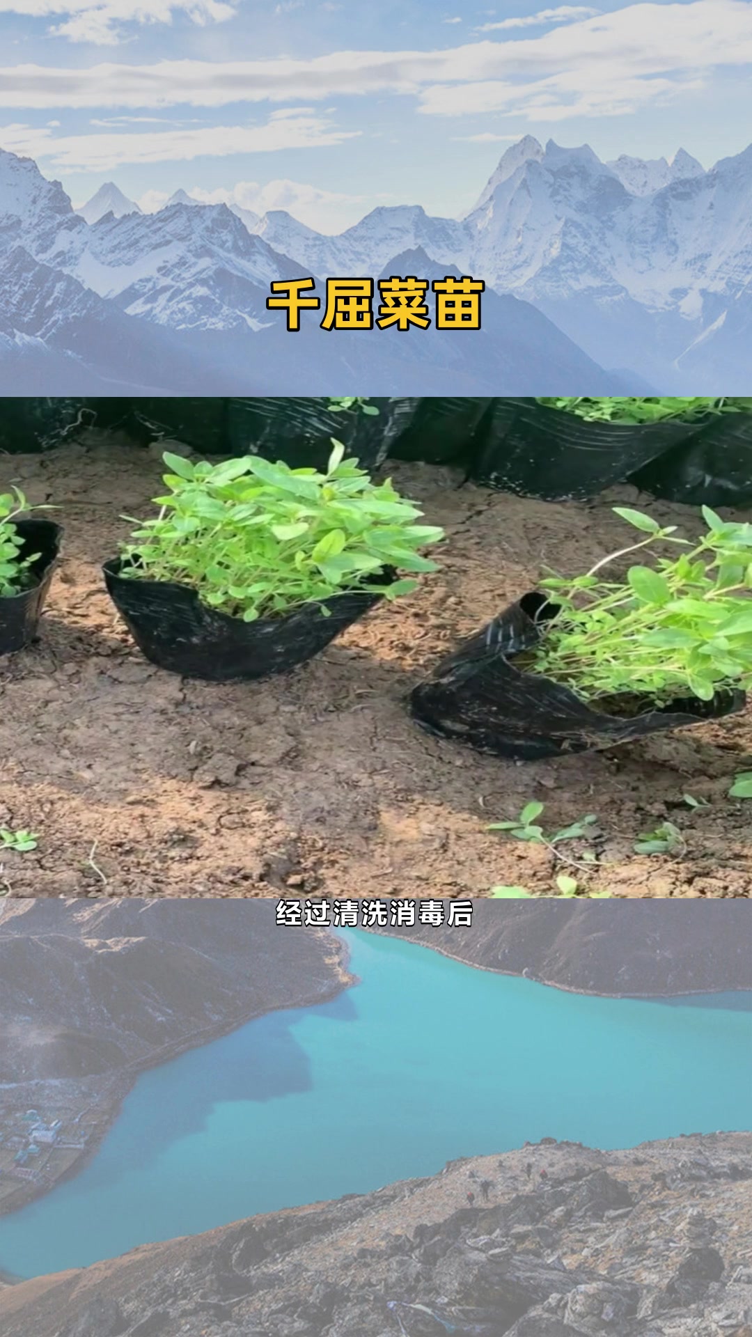 盆栽千屈菜介绍