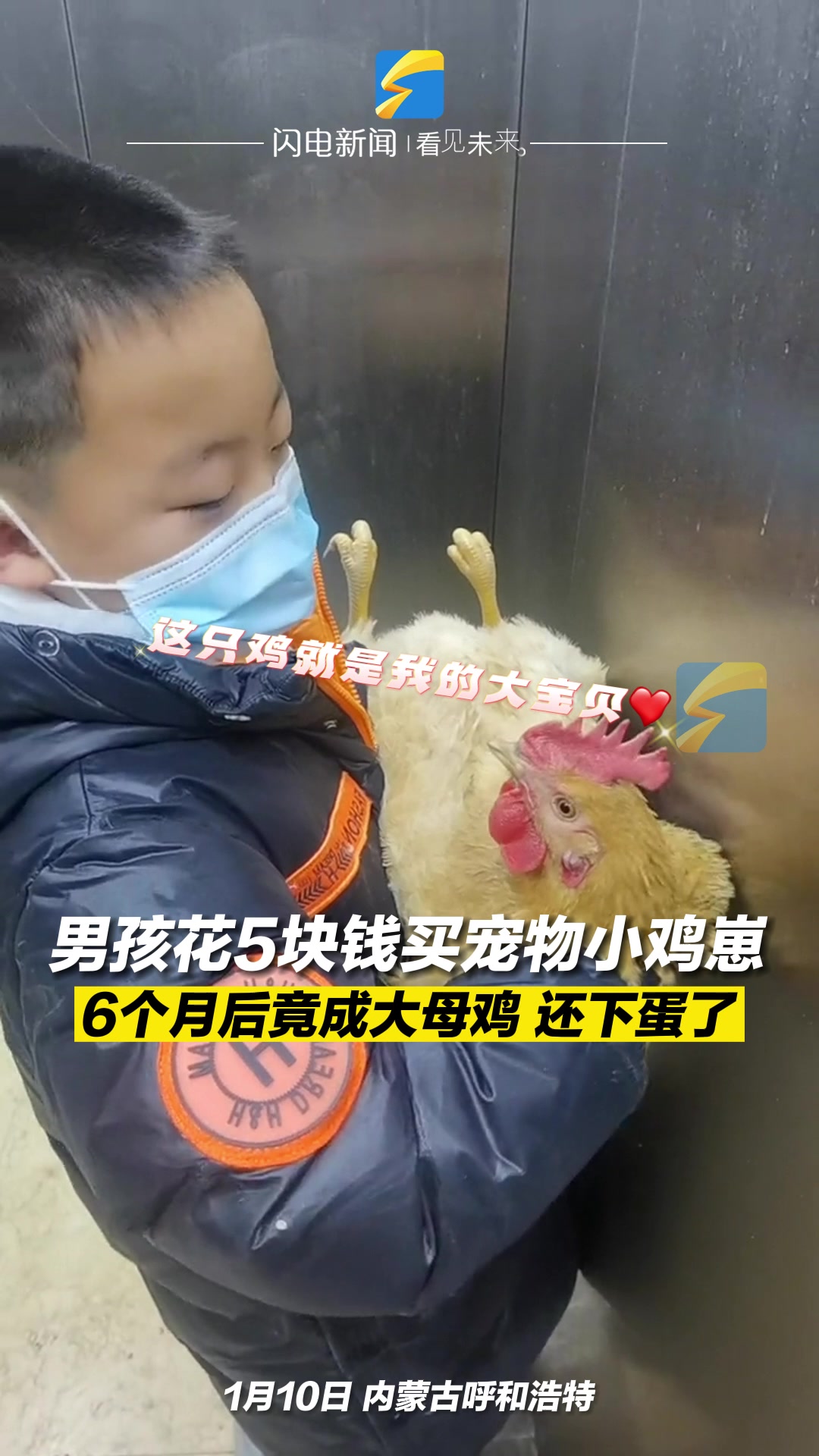 男孩花5块钱买宠物小鸡崽!半年后长成大母鸡,还开始下蛋了