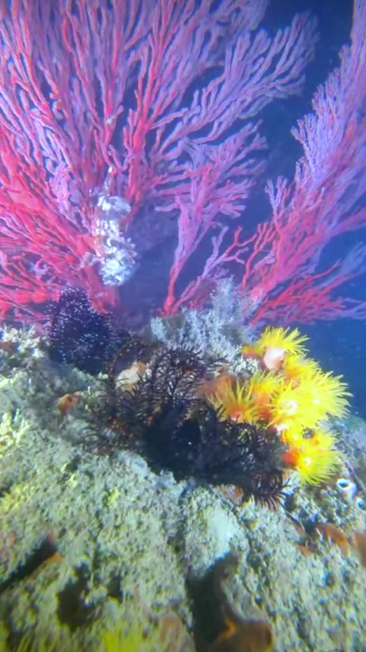 第138集|五彩缤纷的海底世界,有许多美丽的鱼,成群结队地在海中巡游。各式各样、毫无止境的