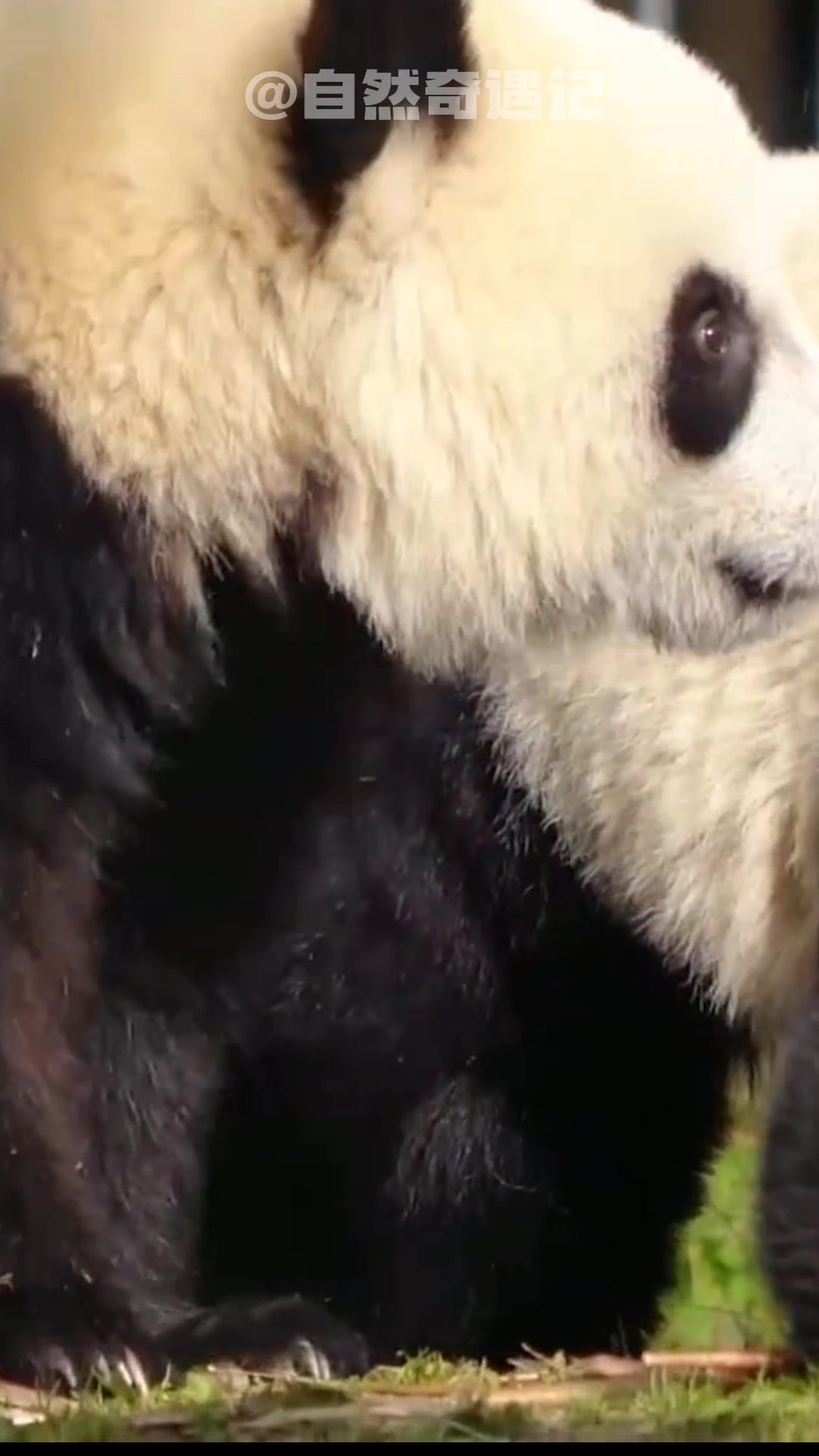 动物们的表情包巅峰对决