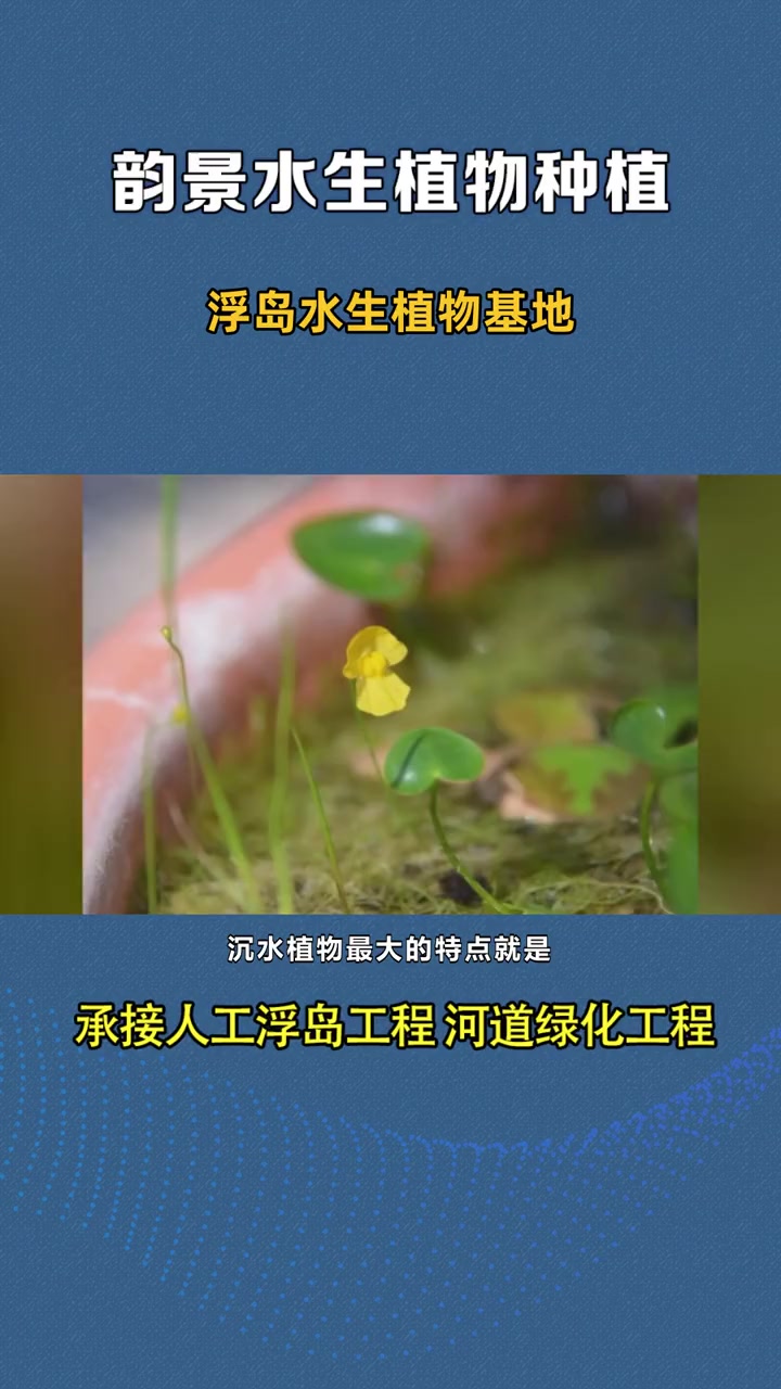 净化水质金鱼藻 浮岛水生植物基地 浮水植物基地