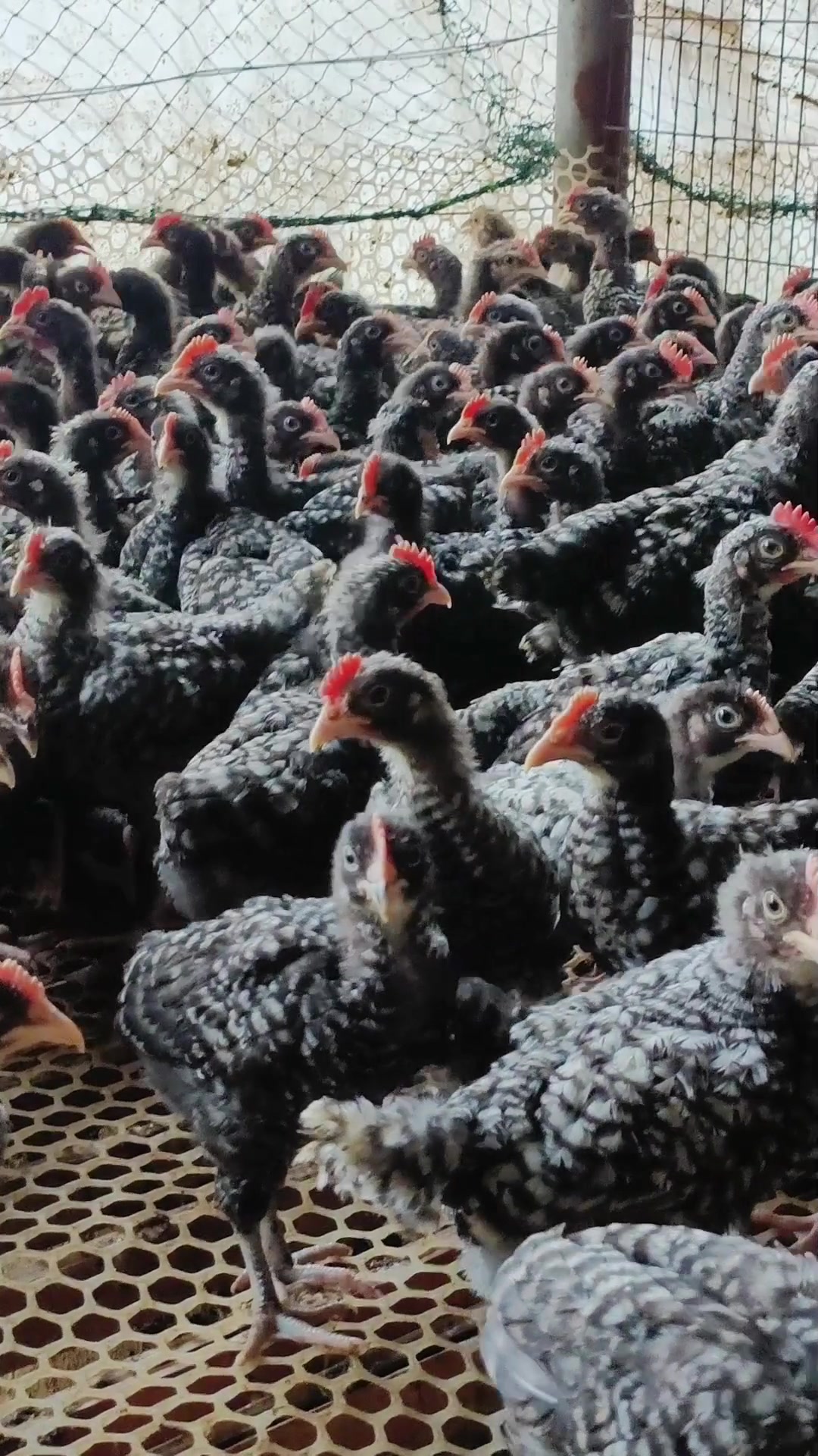 65天多芦花鸡苗子