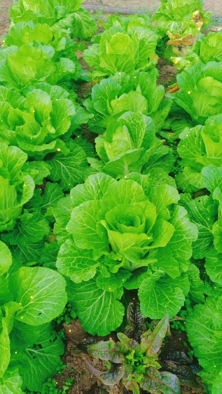 农村生活,我家的菜篮子