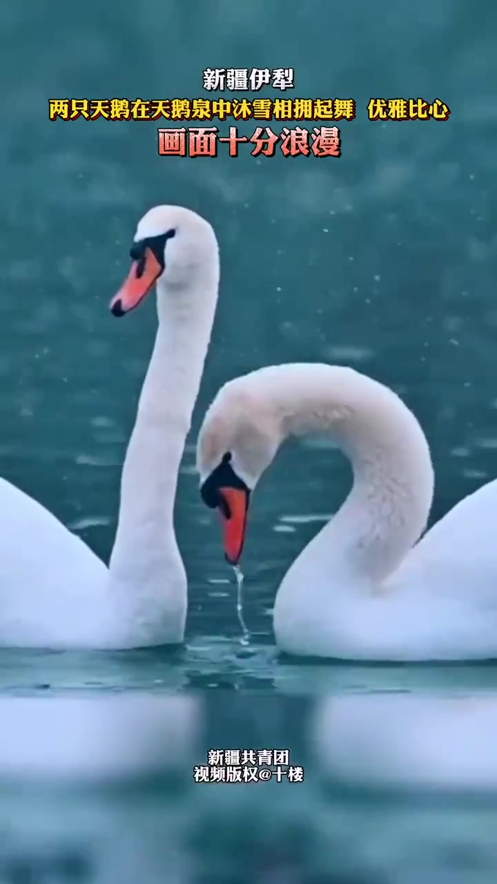 太浪漫了!两只天鹅相拥起舞,优雅比心～一对对鸳鸯水上漂