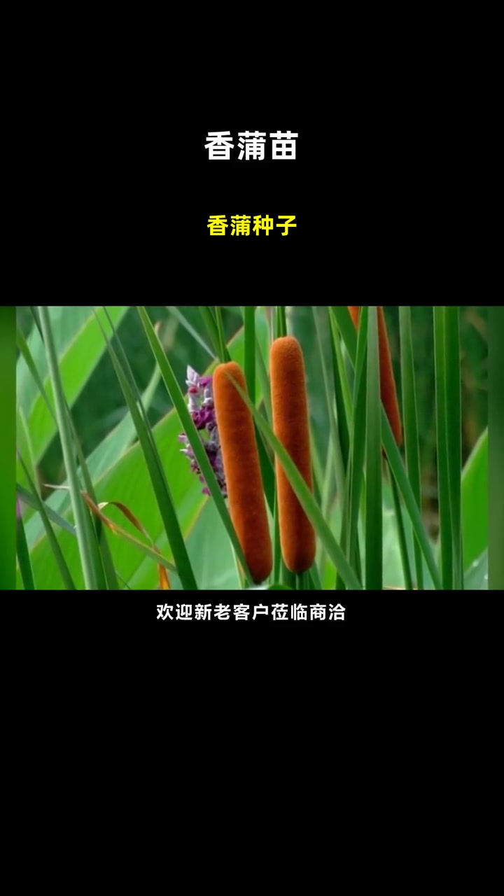香蒲种子 香蒲苗 香蒲种子