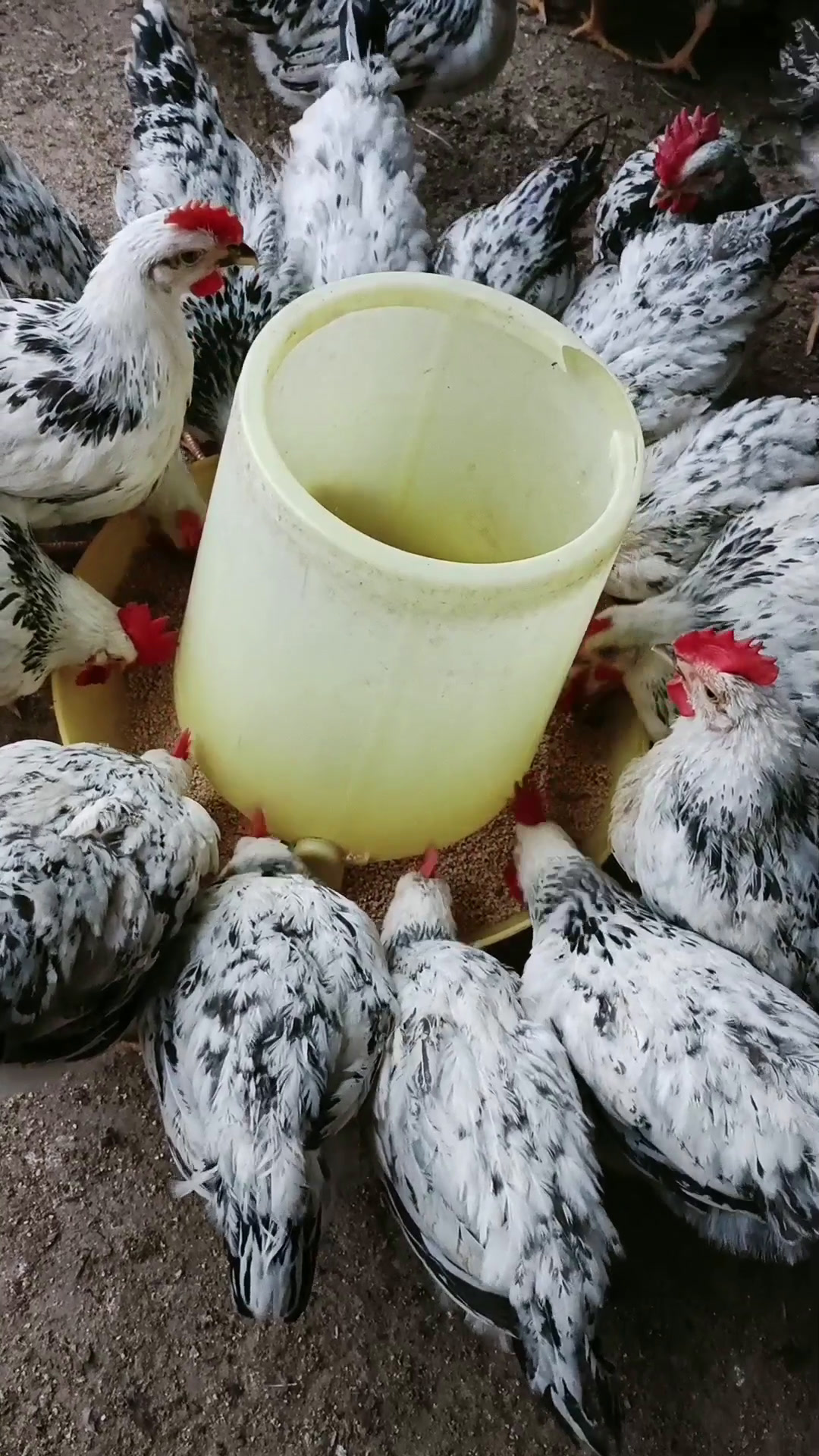 白羽芦花鸡散养圈养都可以