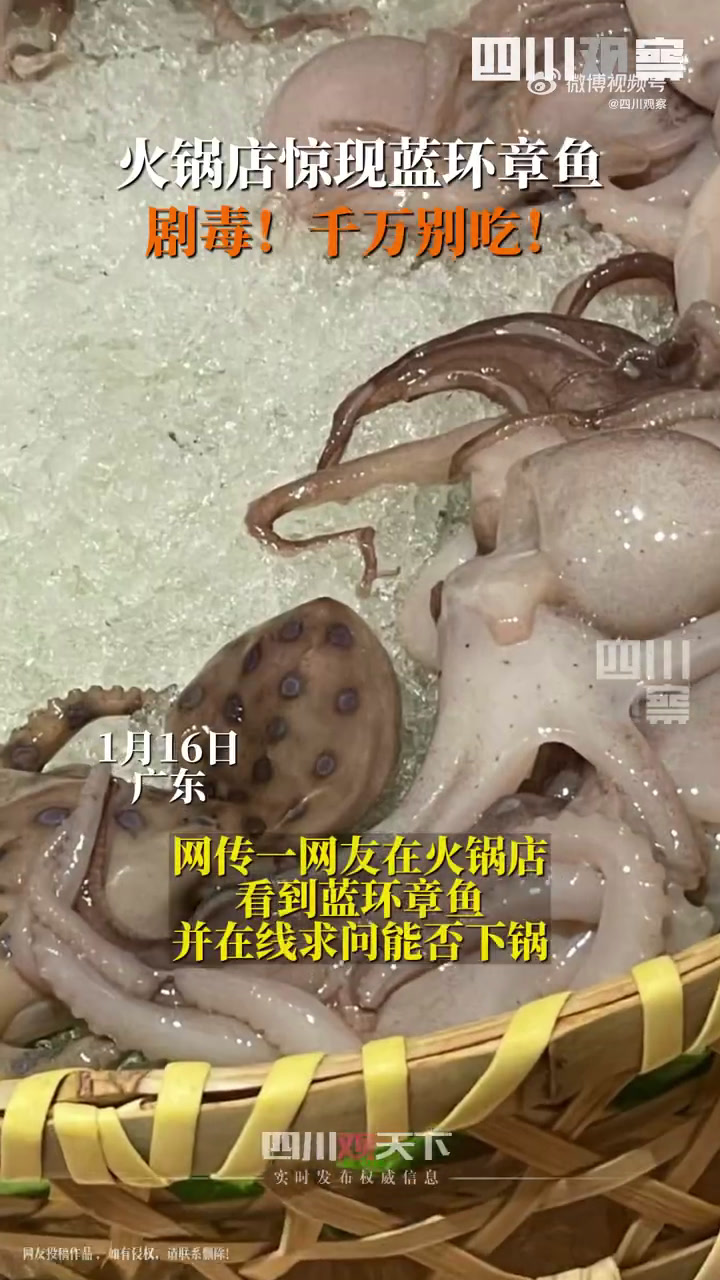 「剧毒章鱼差点下锅,火锅店吃饭还好多问了一句」1月16日,广东。网传一网友在火锅店看到蓝环