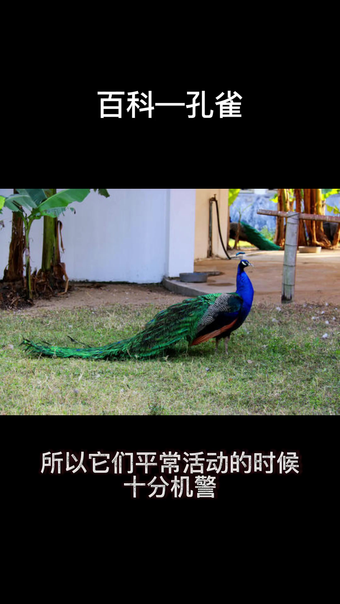 孔雀开屏的资料