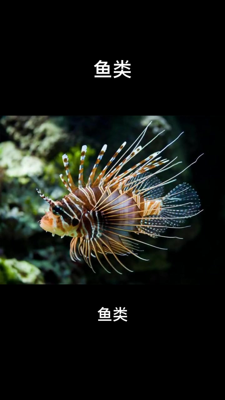 鱼类小知识有哪些