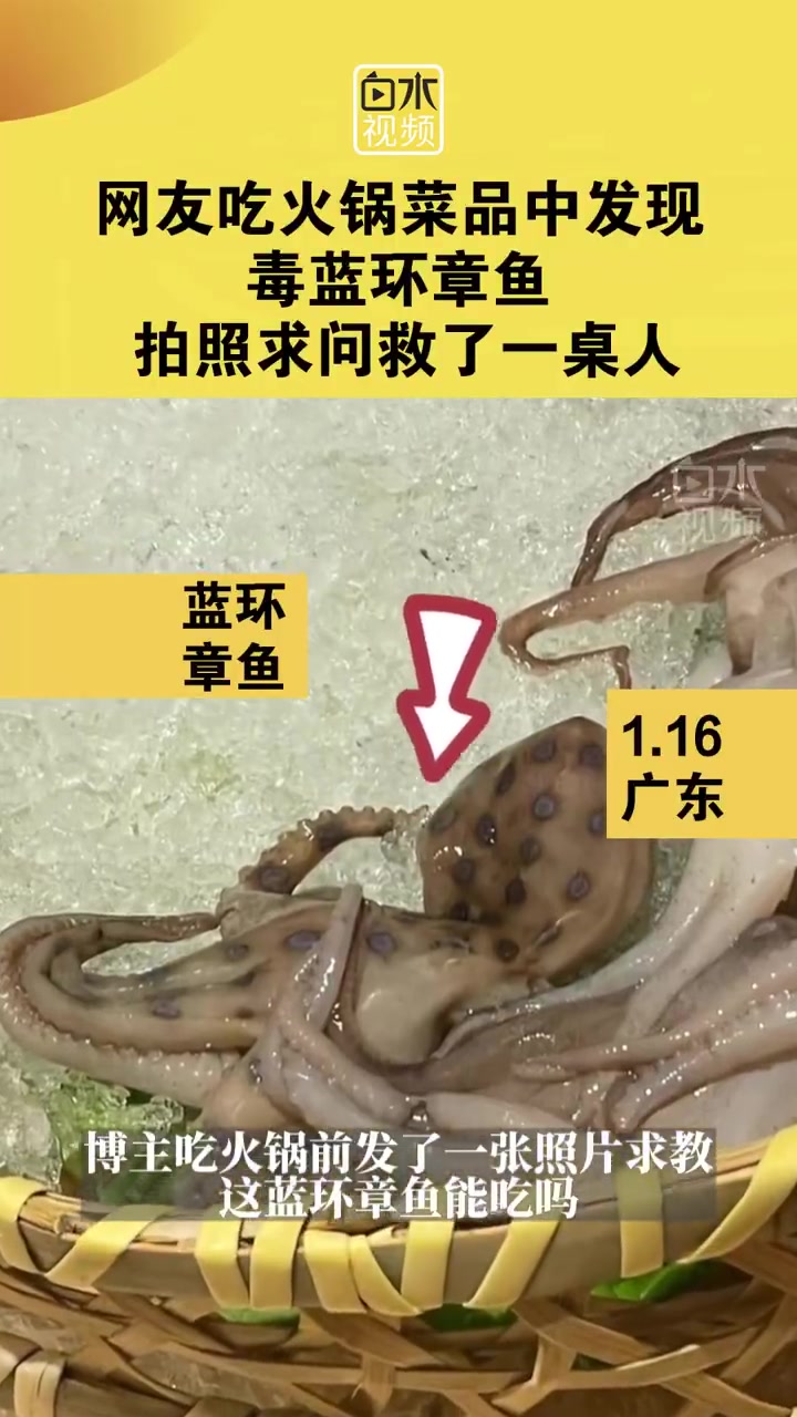 「菜品剧毒!火锅菜中发现毒蓝环章鱼救了一桌人」1月16日,广东一网友在火锅店看到蓝环章鱼,