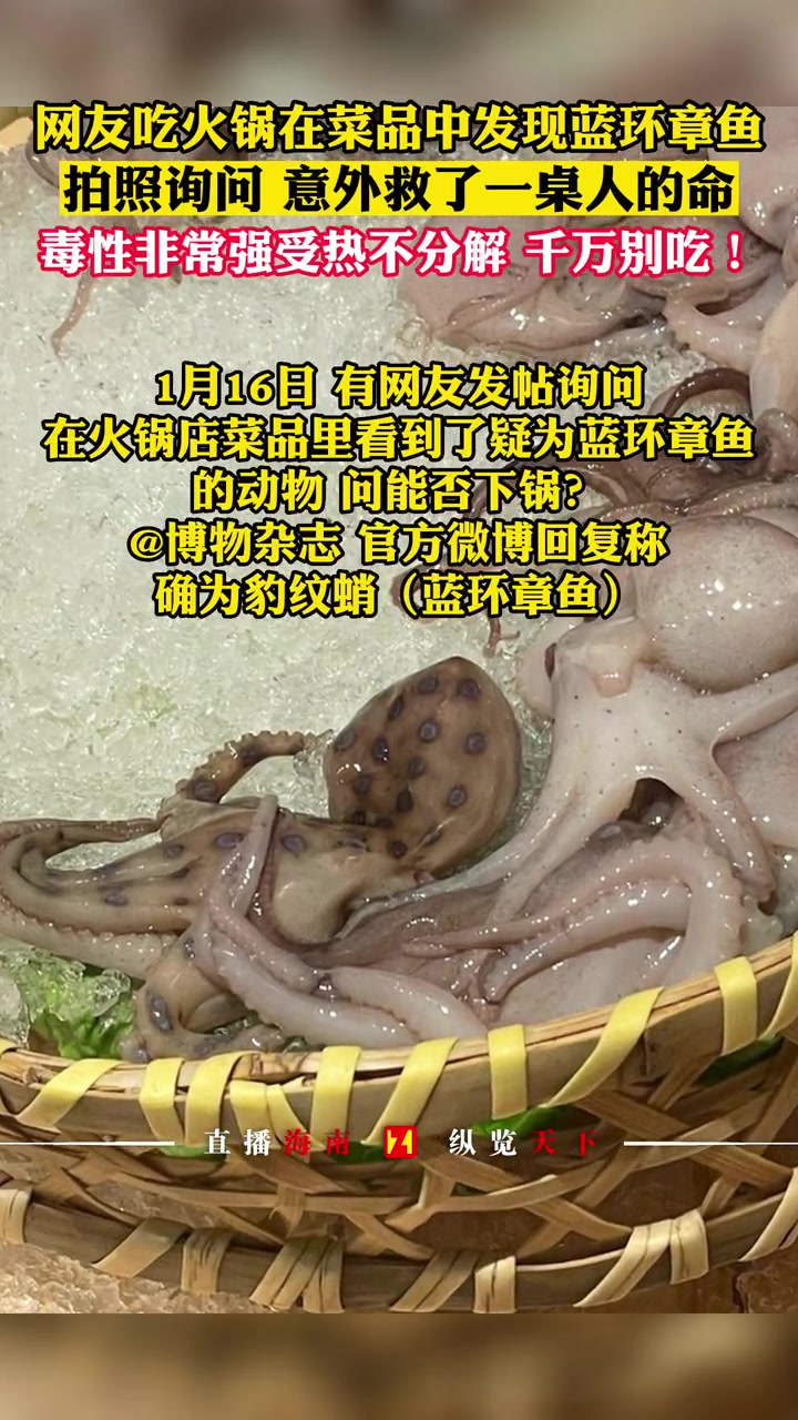 网友吃火锅在菜品中发现蓝环章鱼,拍照询问是否能吃,意外救了一桌人的命!提醒:蓝环章鱼毒性非