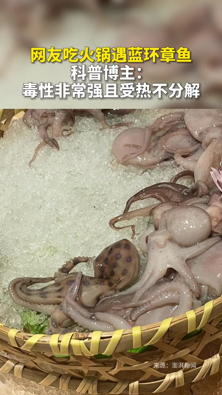 网友吃火锅遇蓝环章鱼。科普博主:毒性非常强且受热不分解。温馨提醒:蓝环章鱼千万不能吃!