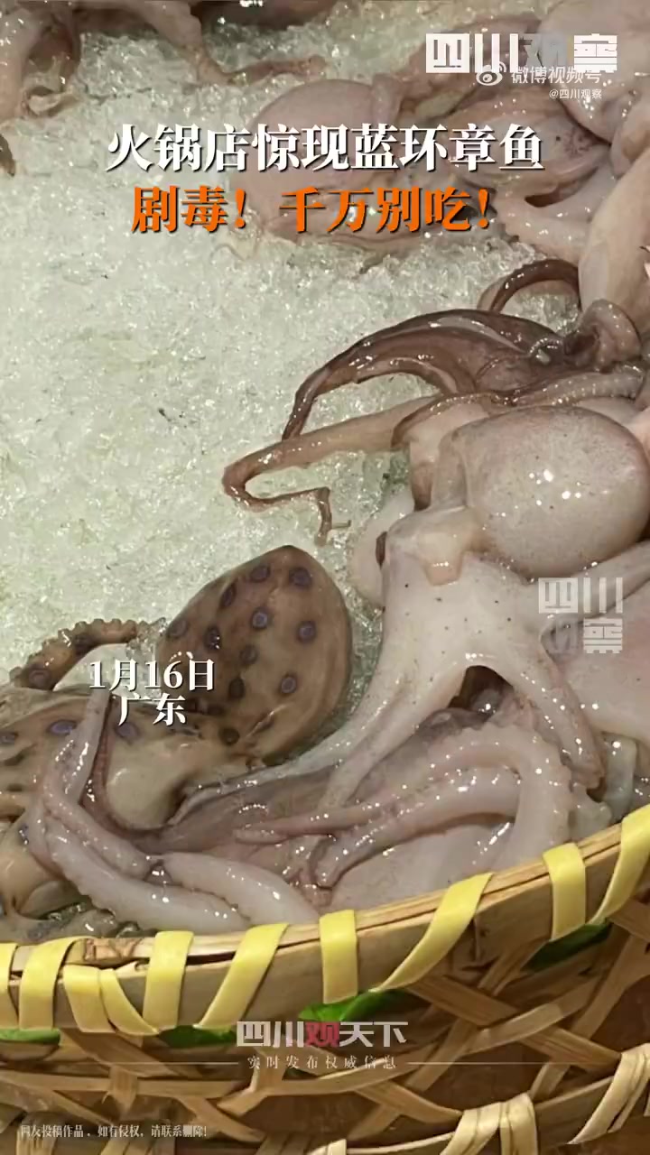 网友吃火锅菜品中发现蓝环章鱼「剧毒章鱼差点下锅,火锅店吃饭还好多问了一句」1月16日,广东