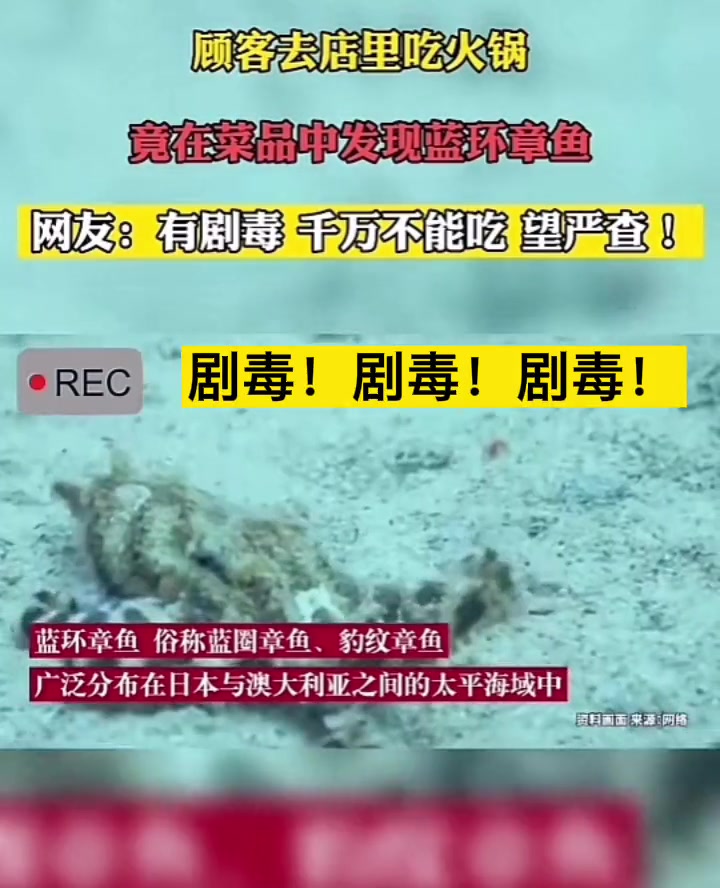 顾客去吃火锅,竞在菜品中发现蓝环章鱼。网友:有剧毒,千万不能吃,望严查!蓝环章鱼 海洋生物