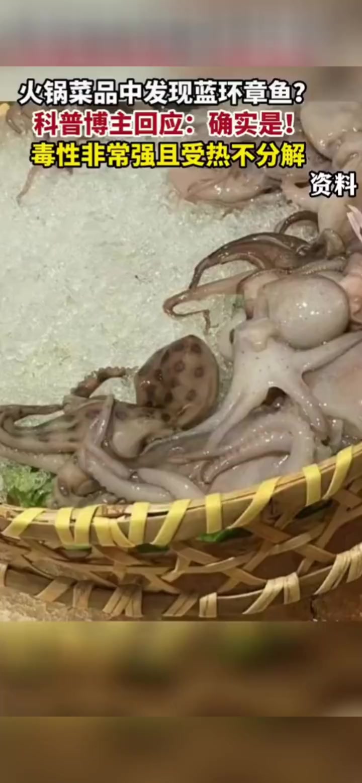 网友吃火锅菜品中发现蓝环章鱼 1月16日,广东。网传一网友在火锅店看到蓝环章鱼,并在线求问