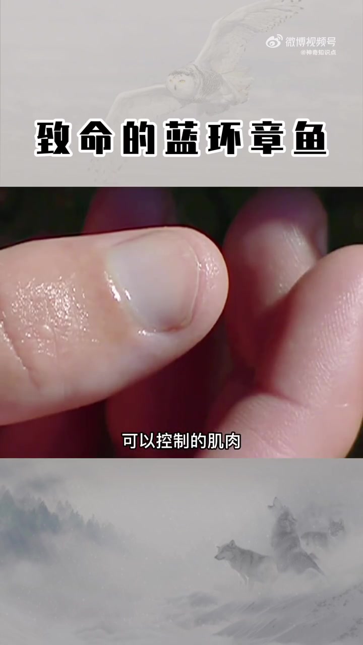 「科普:蓝环章鱼到底有多毒」据报道,深圳一网友称在山姆买到蓝环章鱼。蓝环章鱼是世界上最毒的