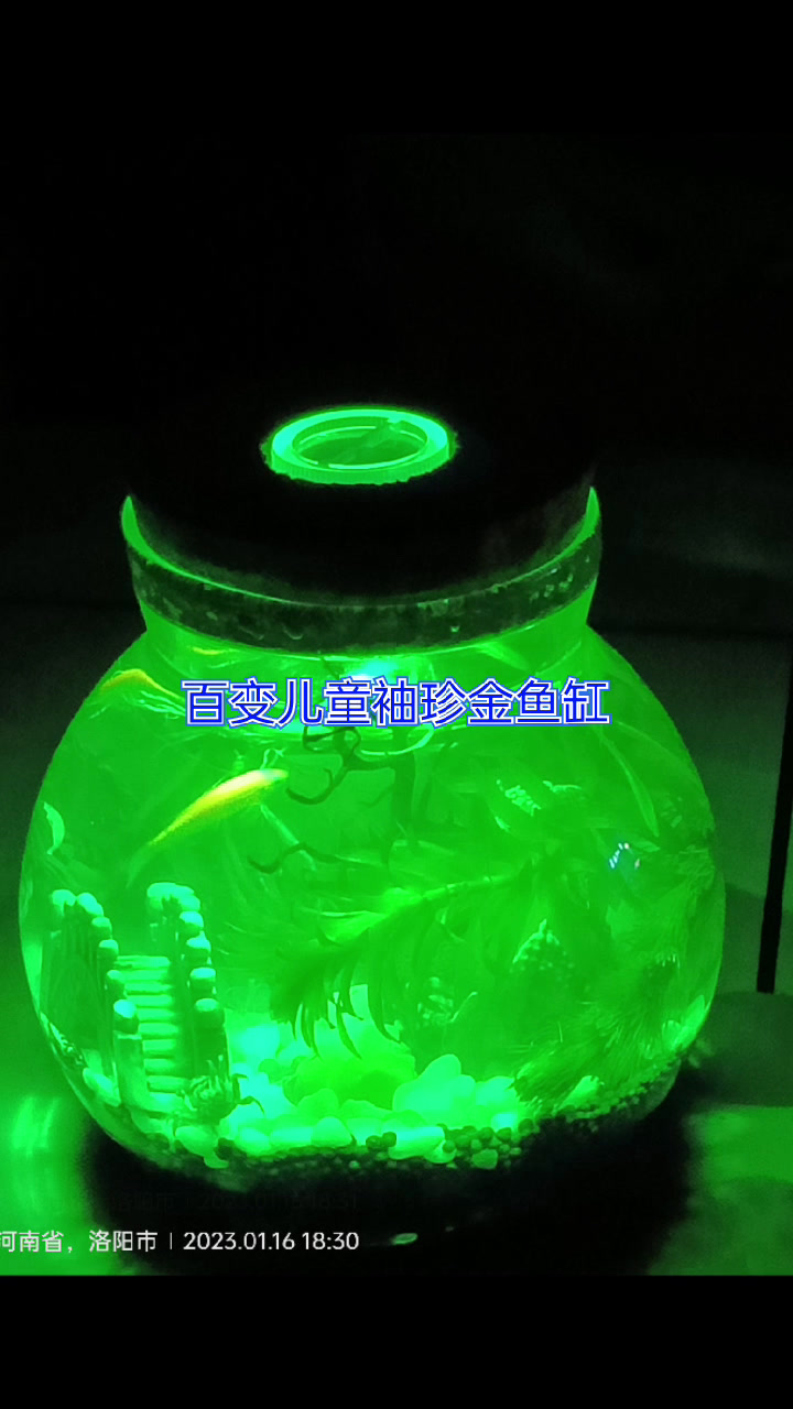 可爱的儿童金鱼缸