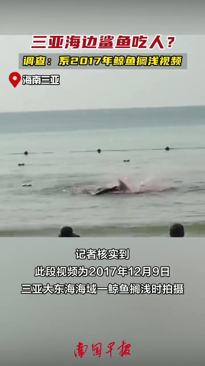 三亚海边鲨鱼吃人?调查:系2017年鲸鱼搁浅视频