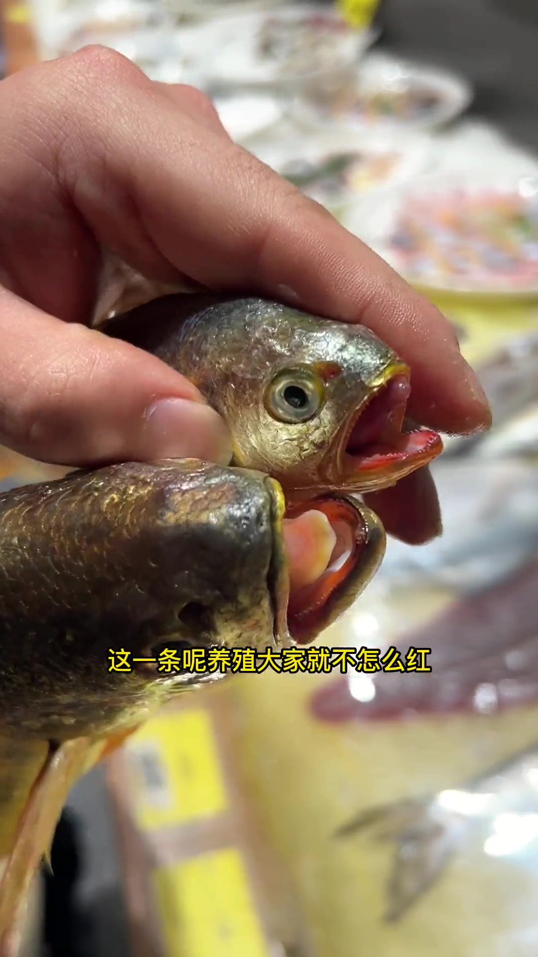 清蒸大黄鱼!温州年夜饭必备