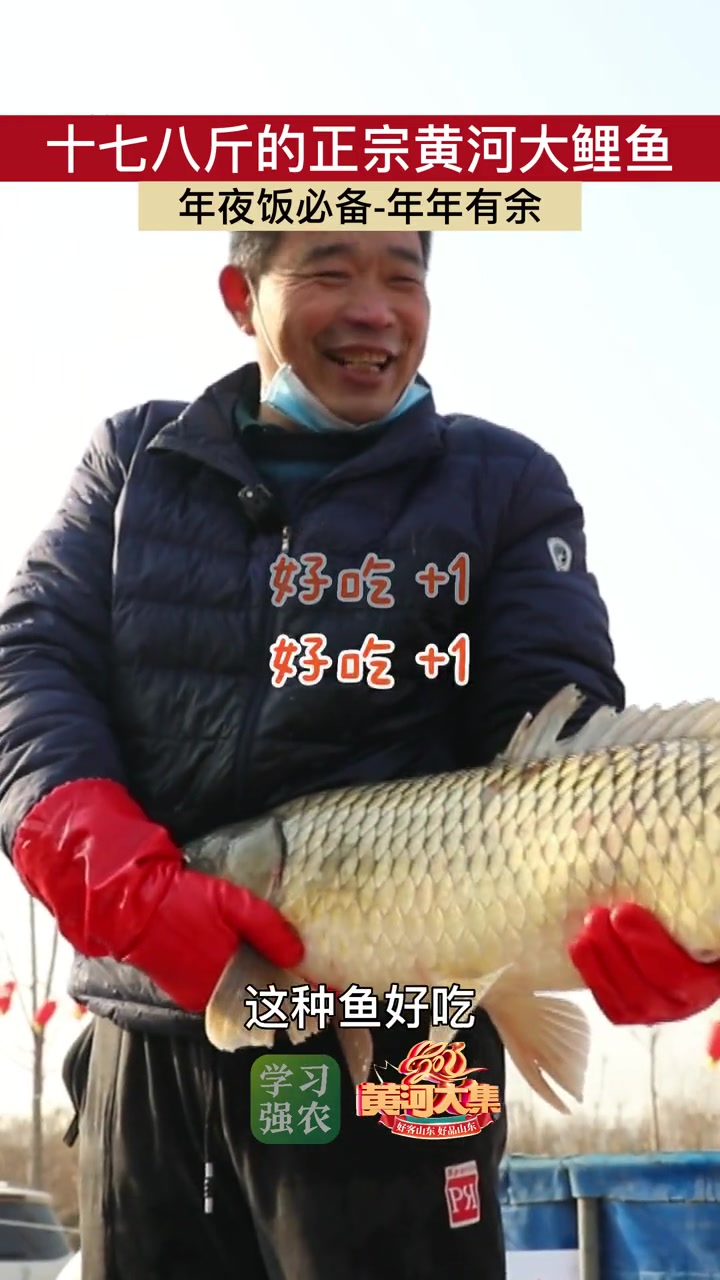 十七八斤的正宗黄河大鲤鱼,年夜饭必备——年年有鱼!年夜饭