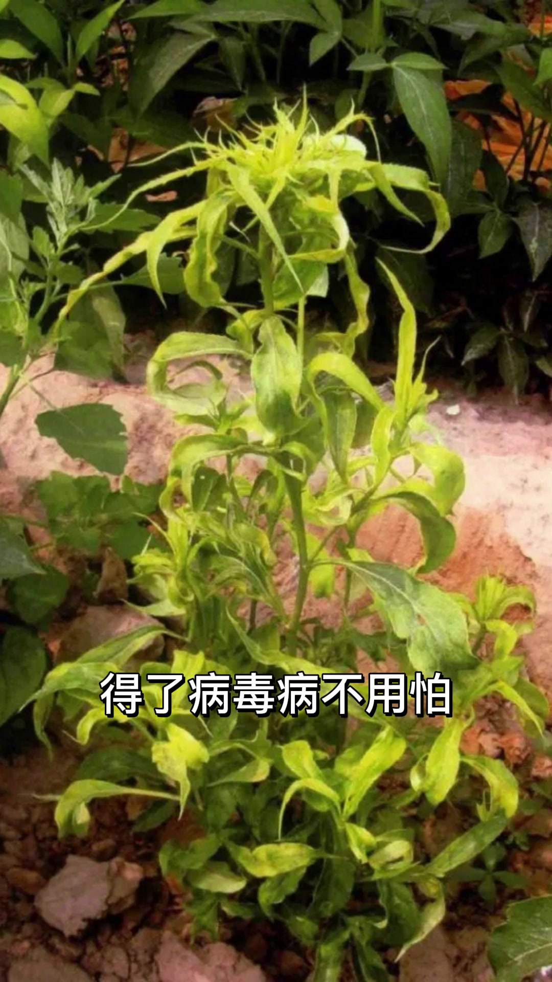 病毒病打不住关键是选对用药