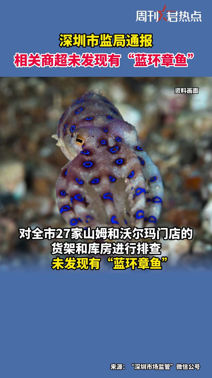深圳市监局通报蓝环章鱼排查情况 深圳市监局称排查未发现有蓝环章鱼 周刊君热点