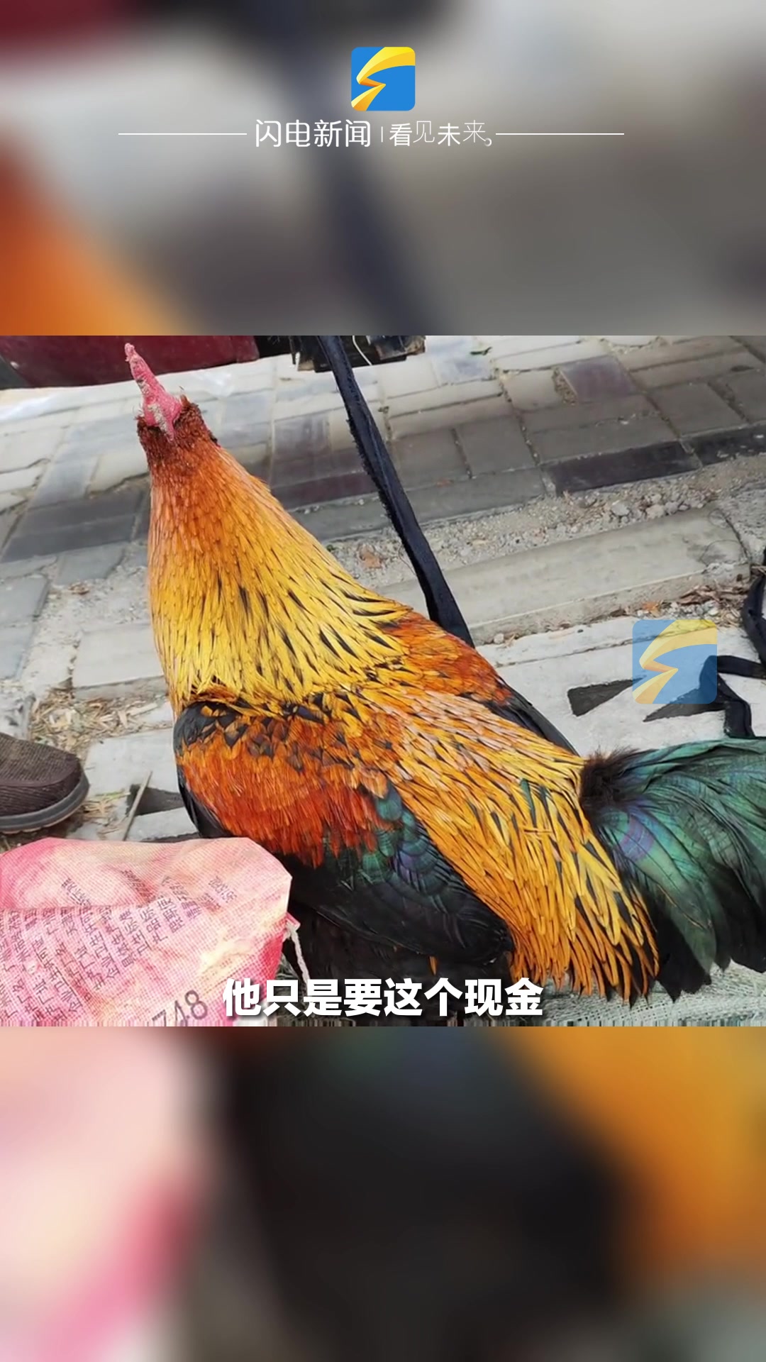 男子赶年集偶遇五彩大公鸡:成千上万只鸡在那,一眼就看上了它