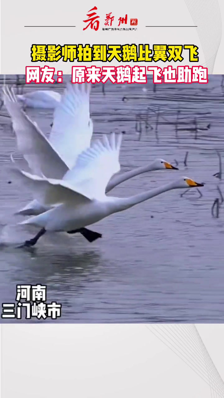 网友:原来天鹅起飞也助跑 天鹅
