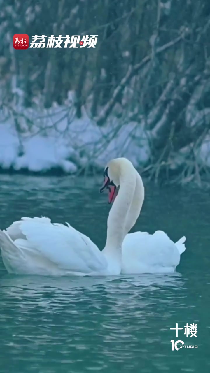 「真天鹅舞!新疆天鹅泉天鹅沐雪相贴优雅起舞」近日,新疆伊犁天鹅泉,2只天鹅在水中相拥起舞,