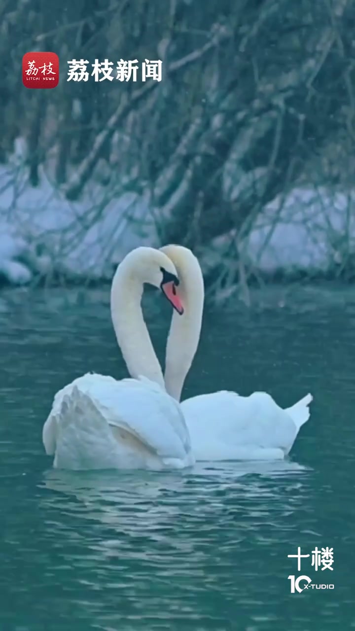 「优雅!天鹅冬日起舞宛如现实版天鹅湖」近日,新疆伊犁天鹅泉,2只天鹅在水中相拥起舞,在冰雪