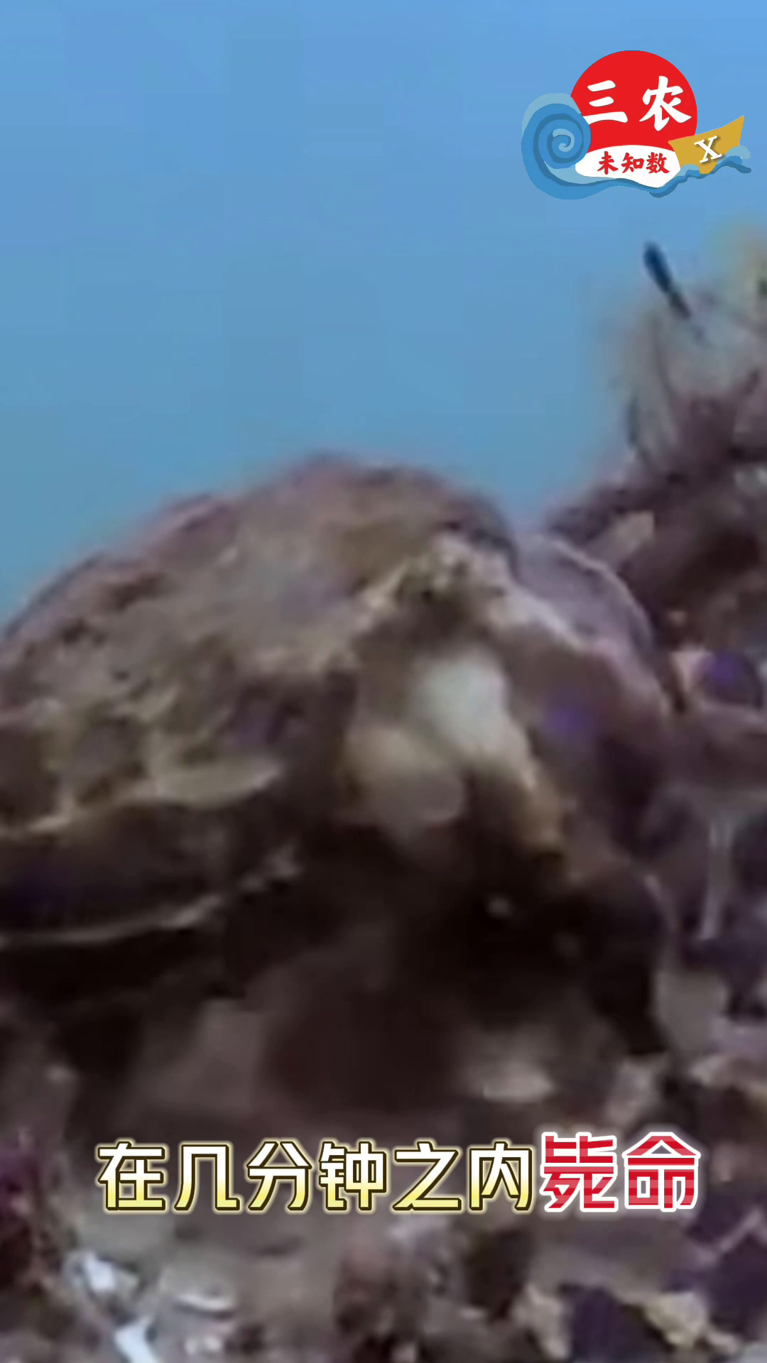 蓝环章鱼的毒性比敌敌畏还高出上千倍?这些有毒食物也不能吃!