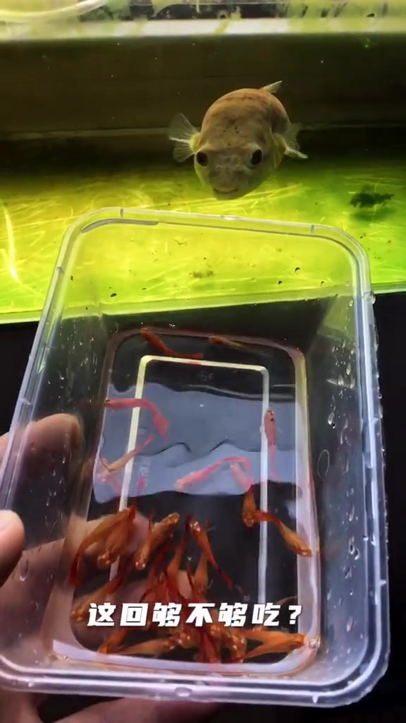 孔雀鱼 斑马狗头鱼