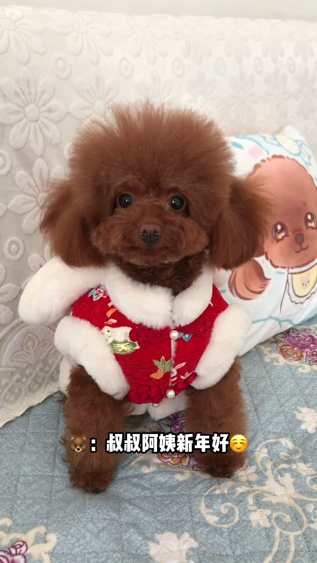 会拜年的小泰迪也太可爱了吧