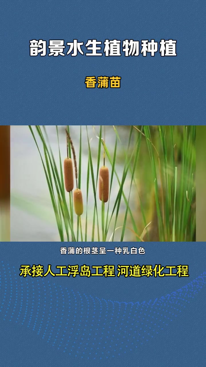 香蒲种子 香蒲苗 香蒲种子