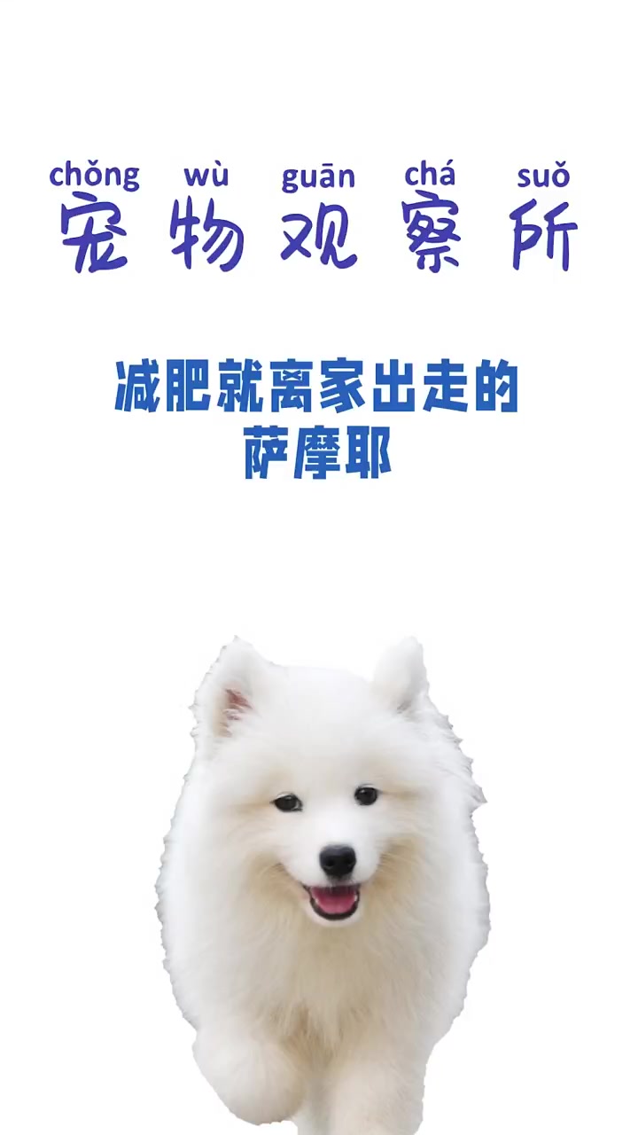 减肥就离家出走的萨摩耶[gf]a0[/gf] 萌宠[gf]a0[/gf] [gf]a0[/