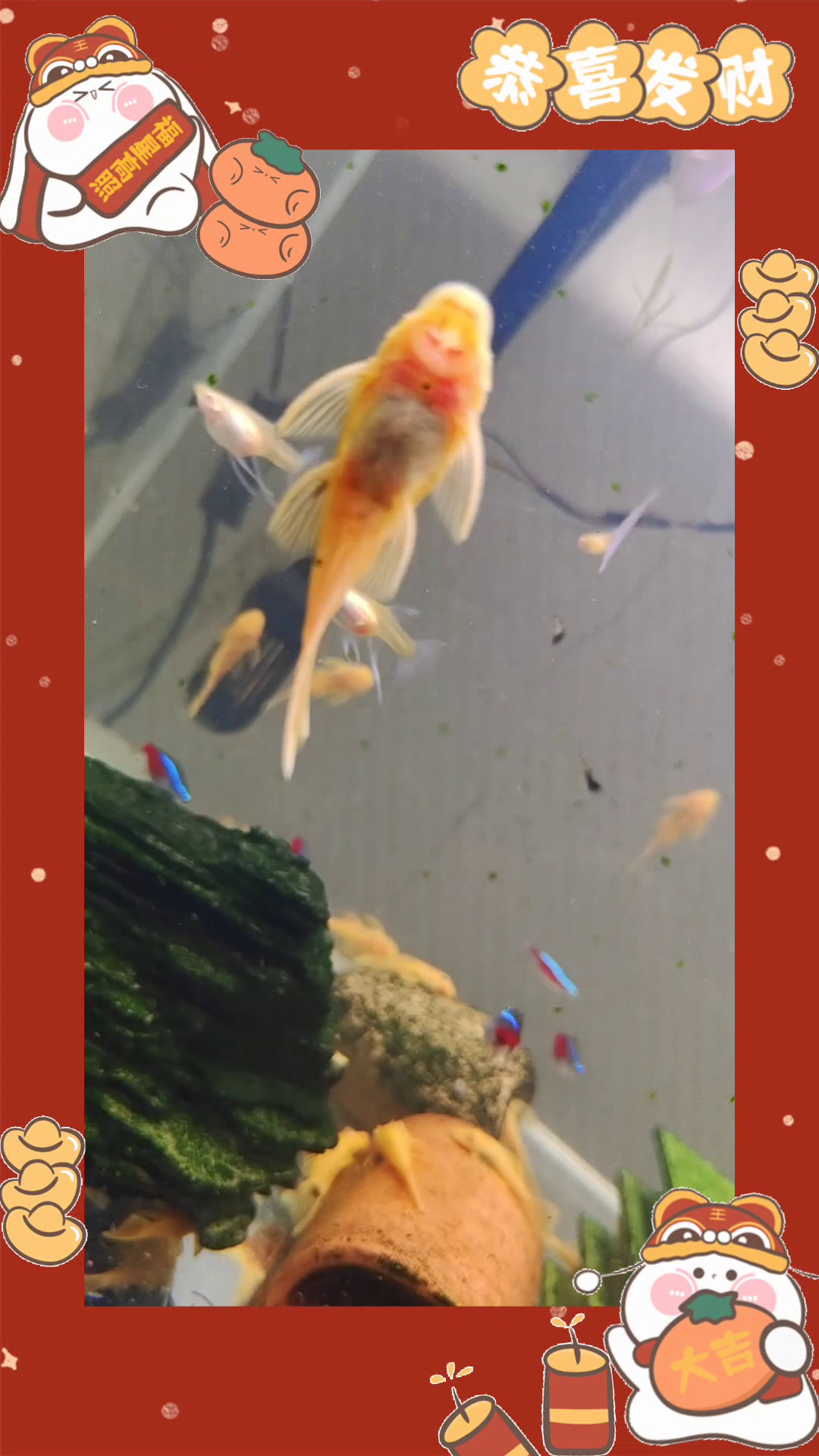 蓝白孔雀鱼大胡子鱼混养