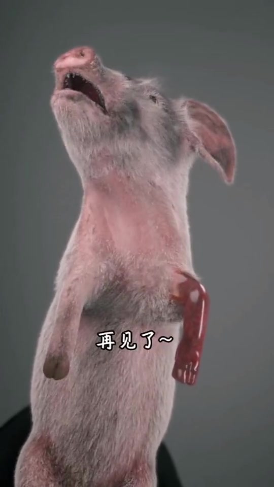 第13集|谁家的白菜这么难拱啊?猪猪我好难啊!金映奖动画单元
