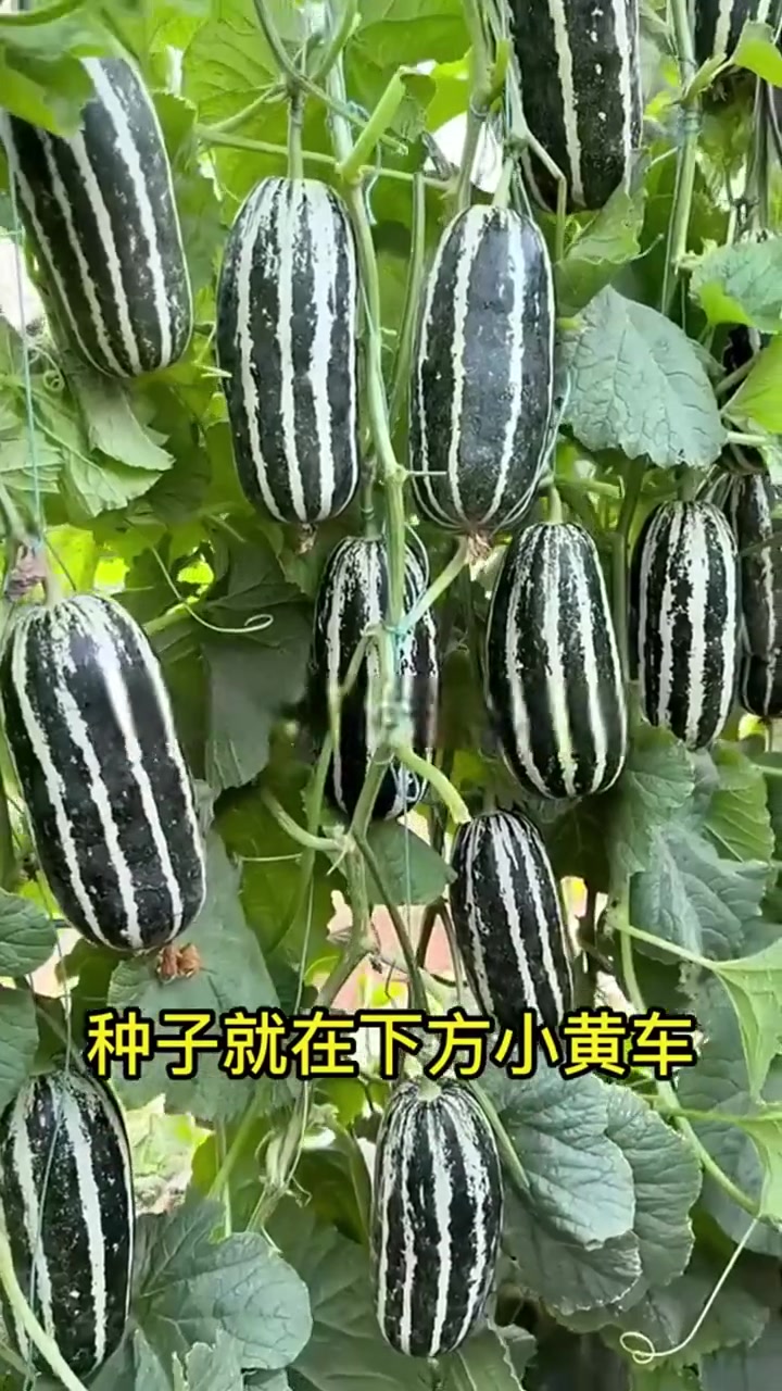 喜欢吃冰糖籽甜瓜的,现在在家里也可以种植一些!家庭种植 阳台种菜 水果种植 水果种子 种子