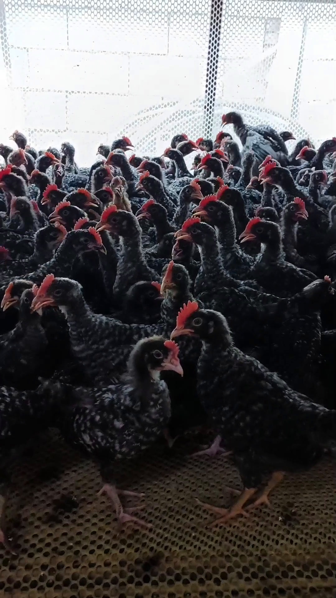 两个月龄芦花鸡苗