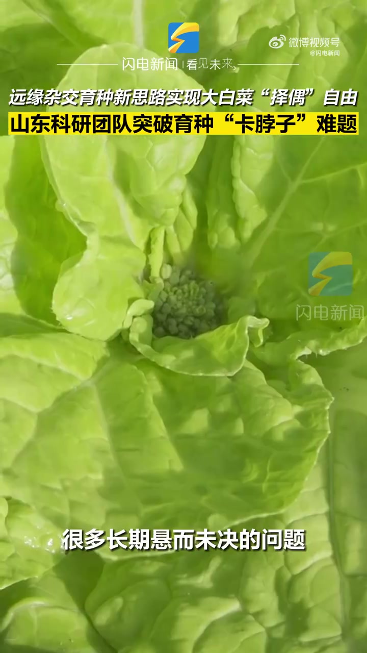 大白菜不怕过年被催婚啦「山东科研队帮大白菜实现择偶自由」北京时间2023年1月26日,国际