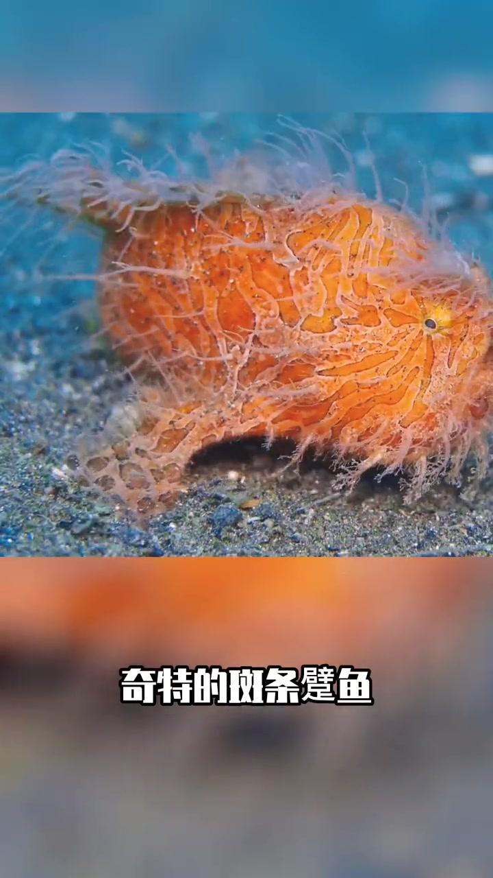 最善于伪装的渔夫:斑条躄鱼 萌知计划 鱼 大自然 动物 涨知识