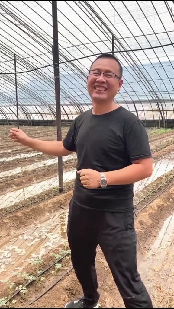 听大棚里的交响乐,为丰收而来!大棚里青蛙多,这是好事儿 寿光寿光 蔬菜 技术 种植 西红柿