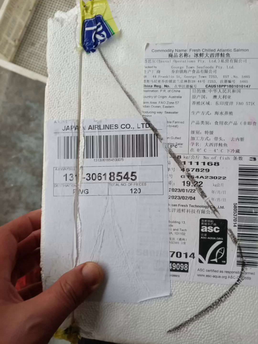 正宗大西洋三文鱼,正常是两天一条,有时候来晚了没有