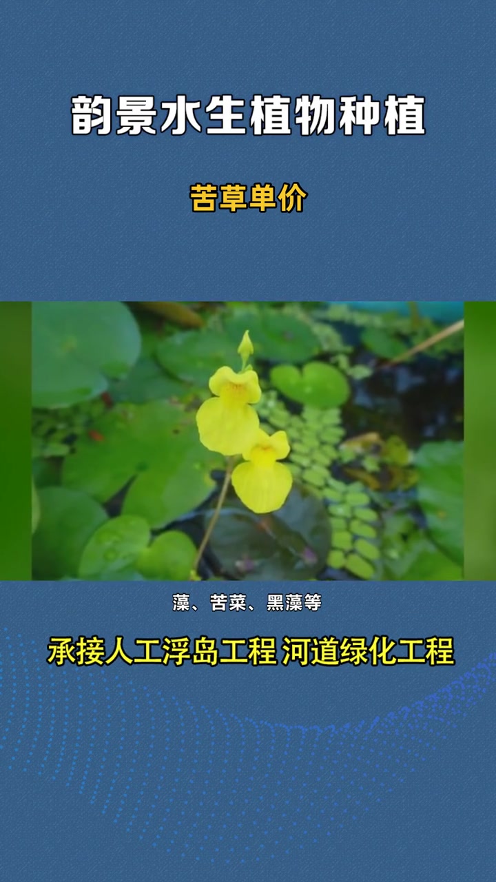 蓼叶眼子菜 苦草单价 苦草报价