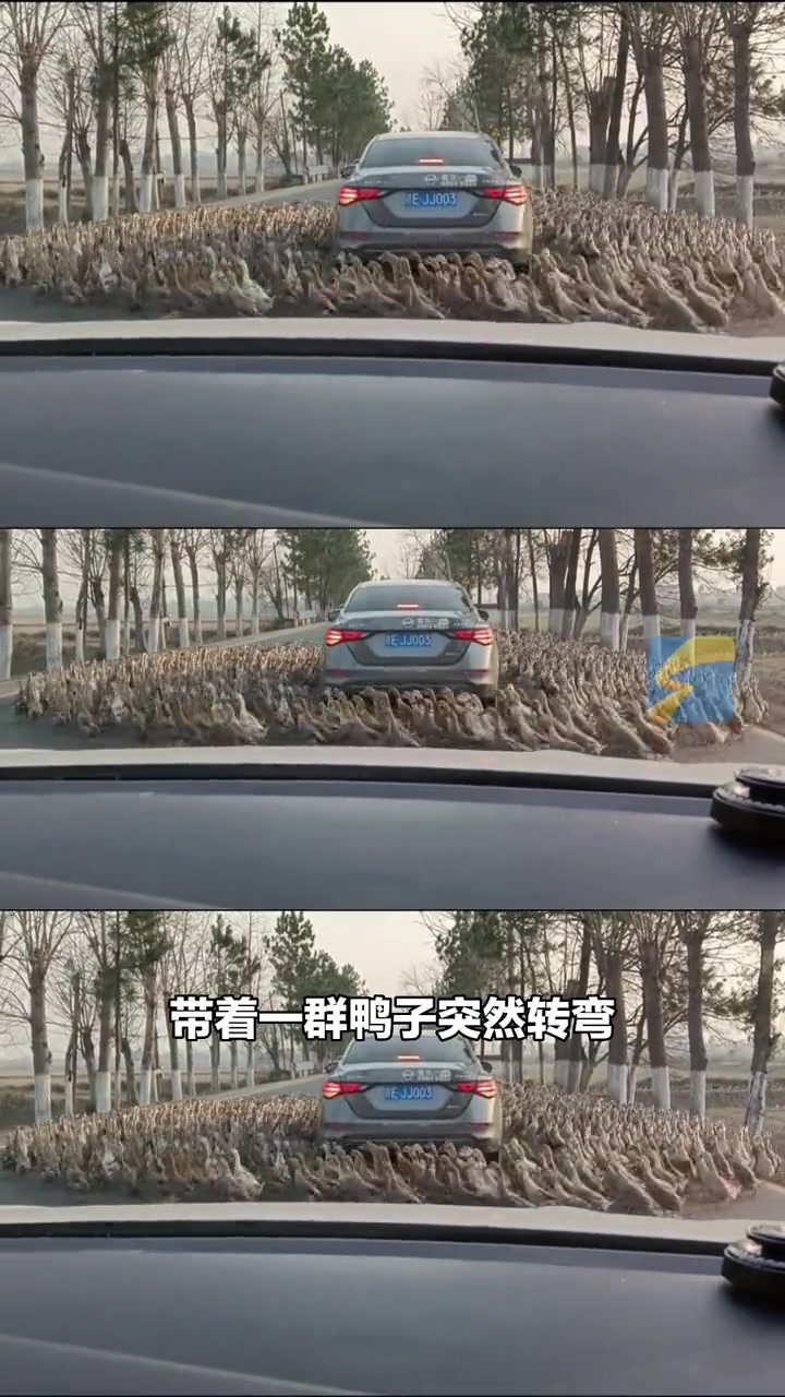 1月27日,江西上饶,小轿车路中间被几百只鸭子围住转圈圈,候车司机怎么也没想到是这么堵车的