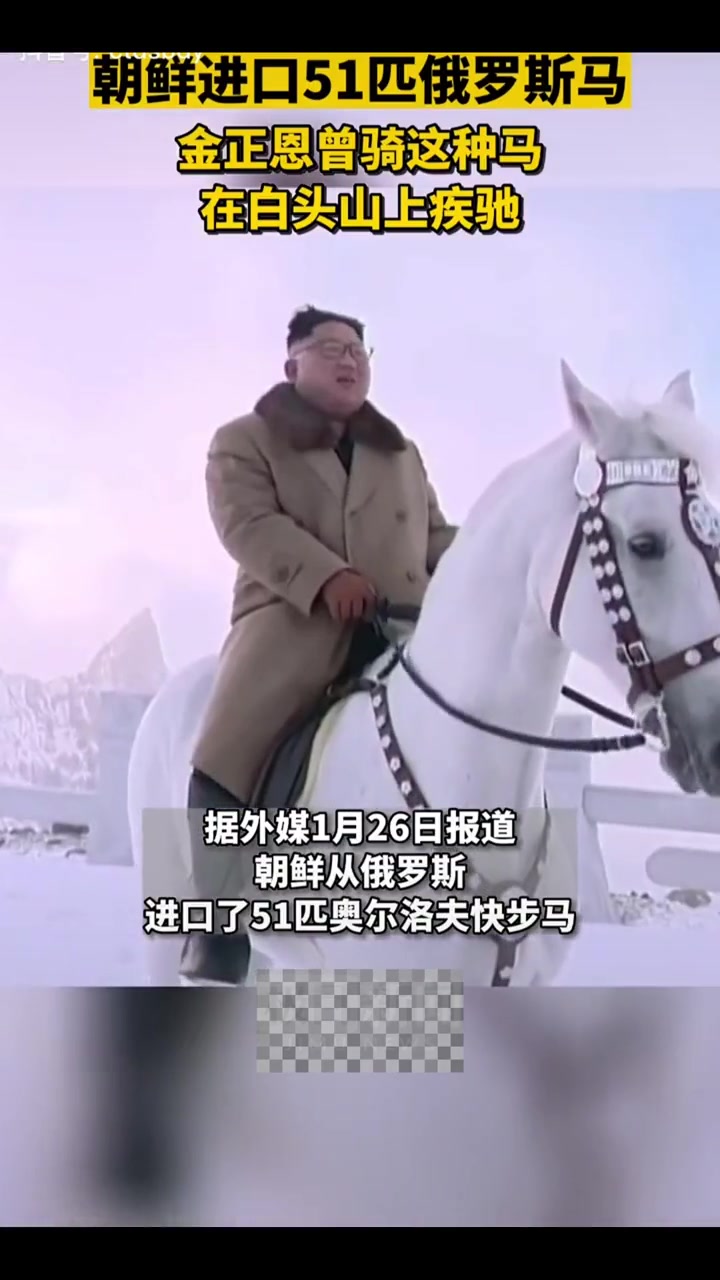 朝鲜进口51匹俄罗斯马,金正恩曾骑这种马在白头山上疾驰