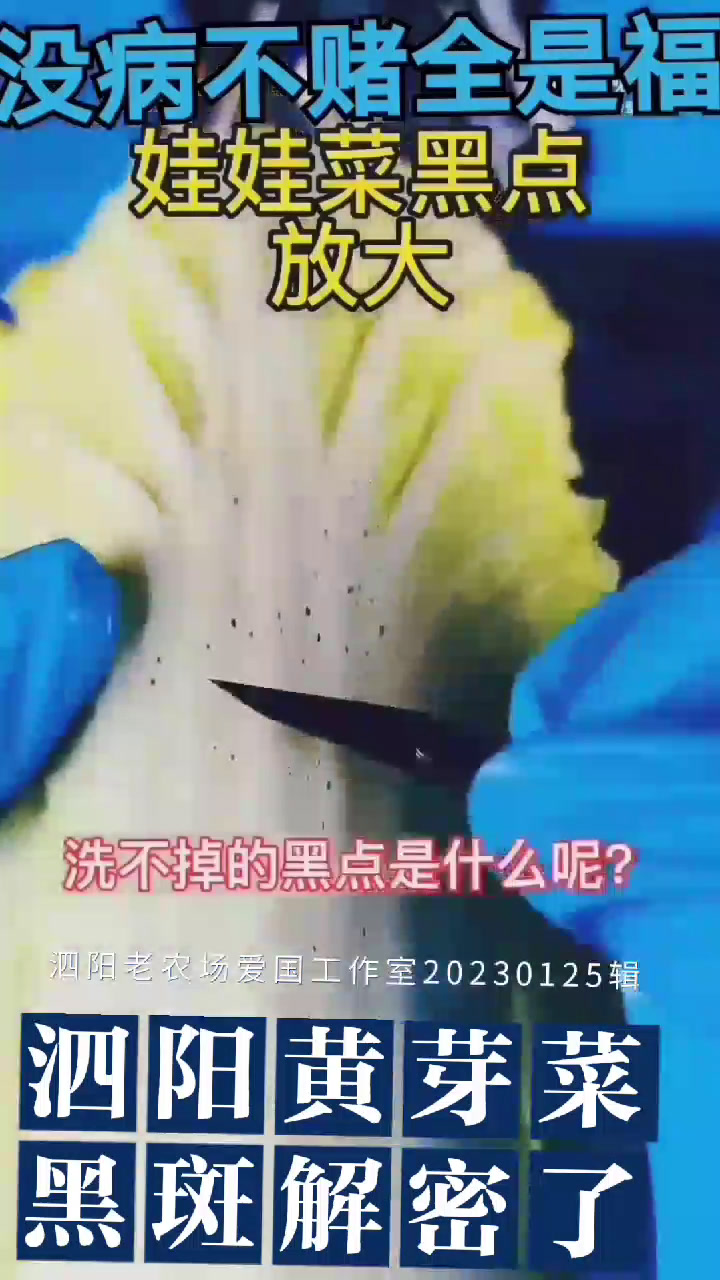 泗阳黄芽菜黑斑解密