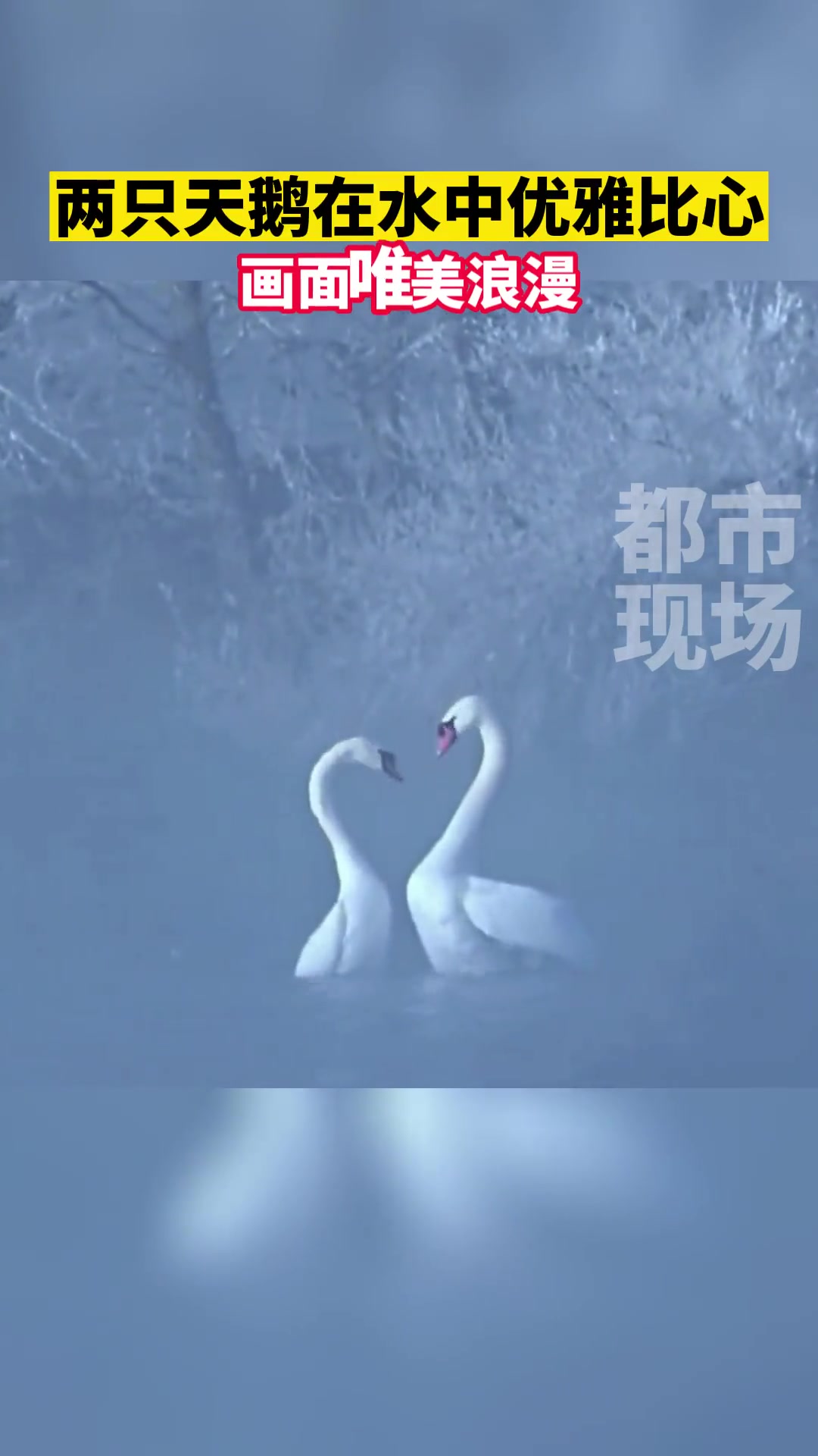 两只天鹅在水中优雅比心!浪漫 新疆伊犁